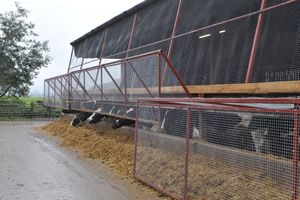 The cage-like canopies to deter starlings