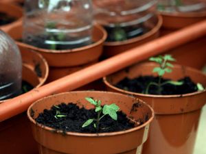Supporting image for story: Plants make popping noises when stressed – scientists