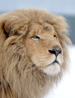 Rolo photographed in 2010