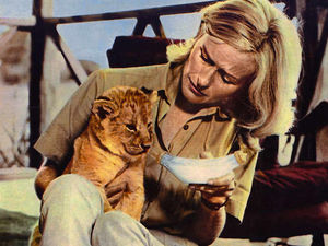 Supporting image for story: Born Free star backs £2 million Shrewsbury cat rescue centre bid