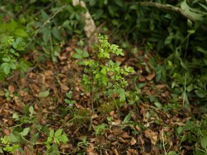 Supporting image for story: Hope for Britain’s ash trees as study finds resistance evolving to killer fungus