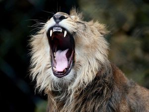 Supporting image for story: 11 unique sounds people on the internet say they’ll never forget