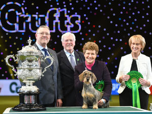 Supporting image for story: New date arranged for Crufts 2021