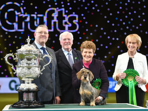 Supporting image for story: New date arranged for Crufts 2021