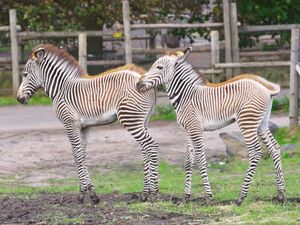 Supporting image for story: It's Grace and Gamba! West Midland Safari Park zebras named