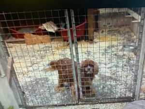 Supporting image for story: Illegal dog breeder who kept animals in 'terrible neglect' loses appeal against jailing