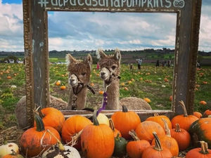 Supporting image for story: Popular pumpkin picking with alpacas event returns to Shropshire border farm