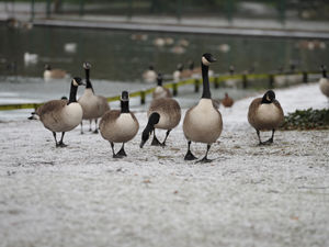 Supporting image for story: Snow falls across region, but forecast of drier weather to come