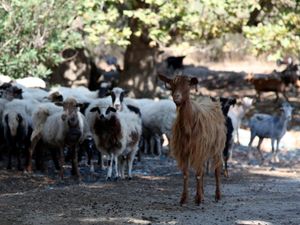 Supporting image for story: Greece announces nationwide restrictions to combat ‘goat plague’ outbreak