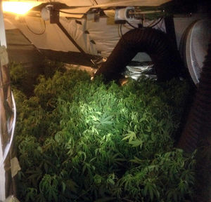 Cannabis plants at the house. Photo: @WellingtonCops