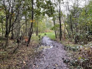 Photo taken by LDR Rachel Alexander 
Permission for use for LDR partners
Story: Clearance of Walsall woodland paused as government reviews school building programme 
