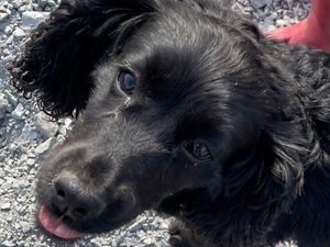 Supporting image for story: Dog dumped in Wolverhampton ambulance, 50 miles from home, reunited with owners after eight months