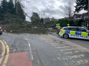 The fallen tree on Tettenhall Road, Wolverhampton.