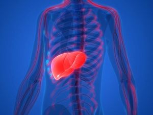 Supporting image for story: Scientists grow artificial bile ducts that could reduce the need for liver transplant