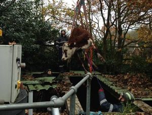 Supporting image for story: Escaped cow rescued from septic tank by firefighters