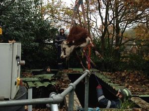 Supporting image for story: Escaped cow rescued from septic tank by firefighters