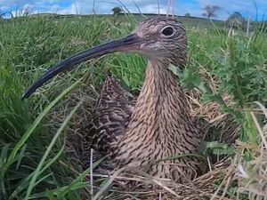 Supporting image for story: Curlew camera returns to follow journey of nesting birds