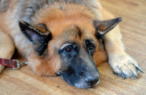 Ricky the German Shepherd