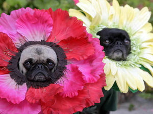 Supporting image for story: Dress Up Your Pet Day: Star Witness