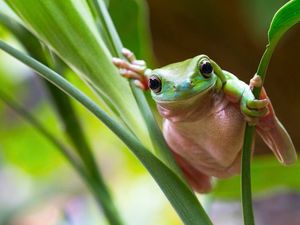 Supporting image for story: This app can identify frogs by the sound of their call