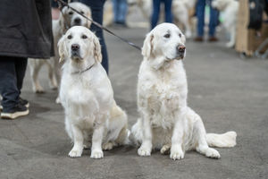 Birmingham National Dog Show 2025. Photo: Ian Knight/Z70 Photography