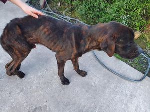 Supporting image for story: Starving and cold: Dog left for dead in lane off Albrighton