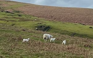 Sheep on a hillside. By Elgan Hearn LDRS