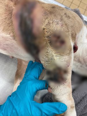 Vatoloco was left without vet care for eight days. Photo: RSPCA