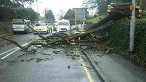 Fallen tree in Staffordshire