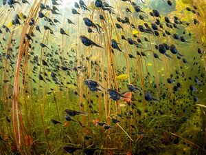 Supporting image for story: Swarm of tadpoles snapped by snorkelling photographer wins international contest
