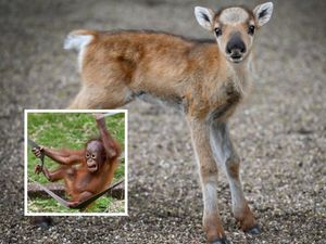 Supporting image for story: We went to Dudley Zoo to meet new spring babies - here are 18 photos of the adorable animals we saw