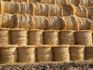Supporting image for story: Farmers urged to check haystack insurance