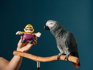 Supporting image for story: Clever parrot going viral on TikTok achieves Guinness World Record