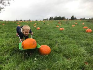 Supporting image for story: Pick your own pumpkin for Halloween at farm near Market Drayton