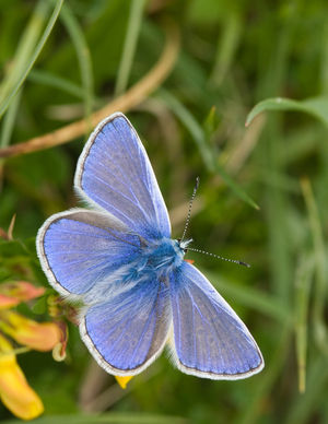 Common Blue. Photo by Peter Eeles