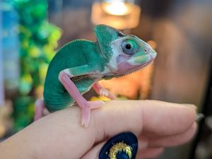 Supporting image for story: Stafford Pets & Aquatics marks 7 years on the High Street