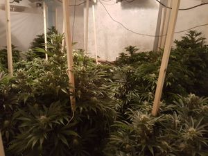 Nearly 50 cannabis plants were seized. Photo: @WednesburyWMP