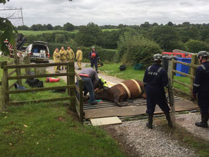 Supporting image for story: Horse trapped in cattle grid near Ellesmere cut free - with pictures