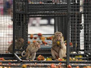 Supporting image for story: Thai town tackles marauding monkeys with plan to send them elsewhere