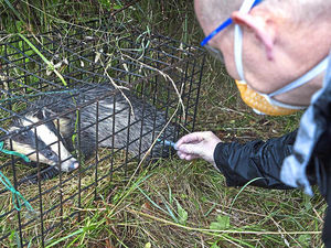 Supporting image for story: Badgers vaccinated in pioneering Shropshire trial