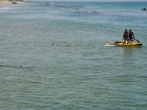 Sharks in the water near Hadera