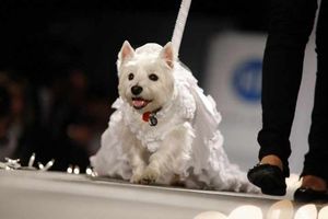 Supporting image for story: Warning over 'dog-napping threat'
