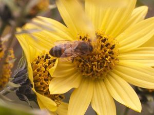 Supporting image for story: Smart hives to help researchers understand the decline of bees