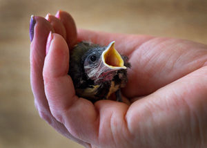 A tiny 14-day-old Great Tit
