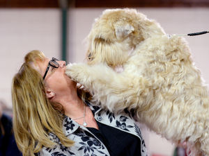 Supporting image for story: GALLERY: Thousands attend National Terrier Show in Stafford