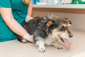 New free app empowers owners to spot early signs