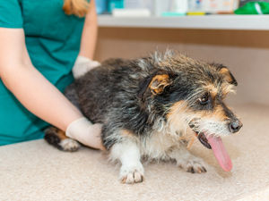 Supporting image for story: Shrewsbury vets launch campaign to tackle hidden arthritis in dogs