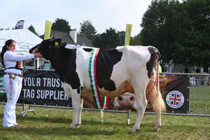 Supreme Overall Dairy Heifer: BB Sidekick Memory – Beverly Baker, Monmouthshire – Holstein