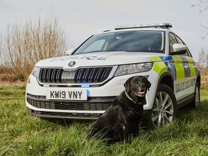 Supporting image for story: Skoda lets the dogs out with its latest blue light conversion