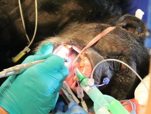 Chimp called Barbie at the dentist